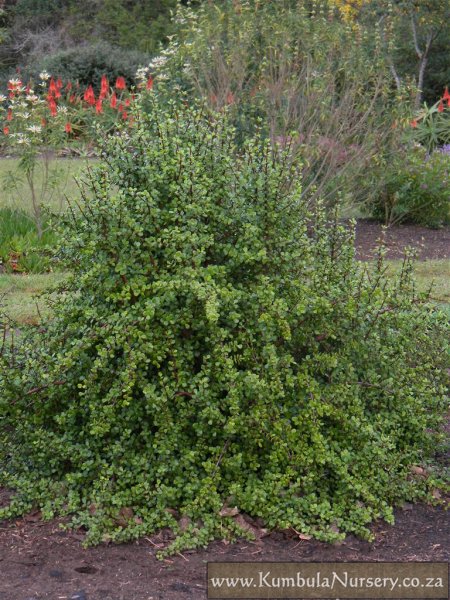 portulacaria afra toxic to dogs