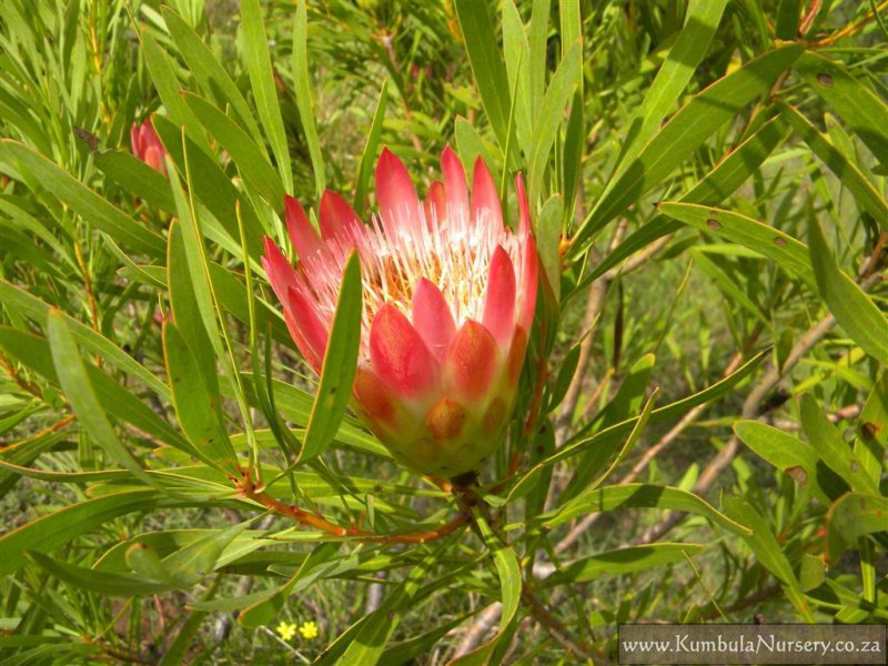 Protea pendula repens getrocknet 15 Stiele compacta extra creme natur 