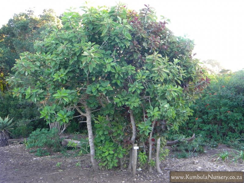Synadenium Cupulare Kumbula Indigenous Nursery Synadenium Cupulare Kumbula Indigenous Nursery