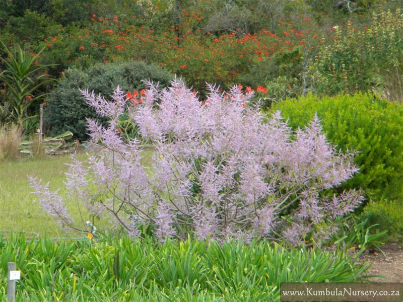 tetradenia_riparia_flowering_0.jpg