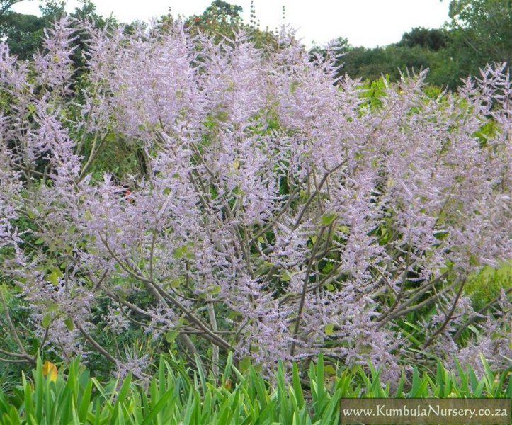 Resultado de imagem para Tetradenia riparia