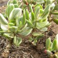 Crassula ovata variegata cultivar 'tricolor' 