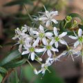 Agathosma ovata flower