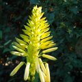 Aloe arborescens  