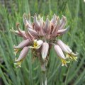 Aloe myriacantha flower