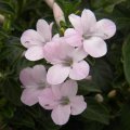 Barleria obtusa pink