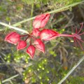 Cadaba aphylla flower