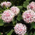 Dais cotinifolia flower