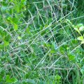 Dovyalis rotundifolia thorns