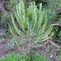 Euphorbia triangularis young