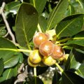 Ficus Burkei fruit