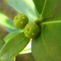 Ficus burtt-davyi fig