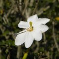 Gardenia thunbergia flower