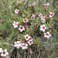 Pachypodium bispinosum flower mass