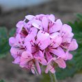 Pelargonium quercifolium flowerhead 