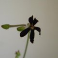 Pelargonium sidoides flower
