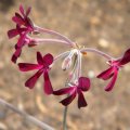Pelargonium sidoides flower close
