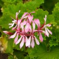 Pelargonium zonale flower