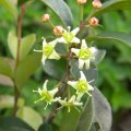 Putterlikia pyracantha flowers