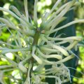 Sanseviaria hyacinthoides