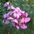 Virgilia divaricata flower