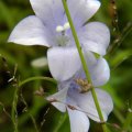 Wahlenbergia rivularis flower bl
