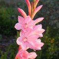Watsonia knysnana flower