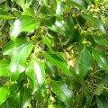 Ziziphus mucronata foliage