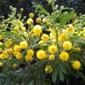 Vachellia Karoo's yellow pom-pom flowers